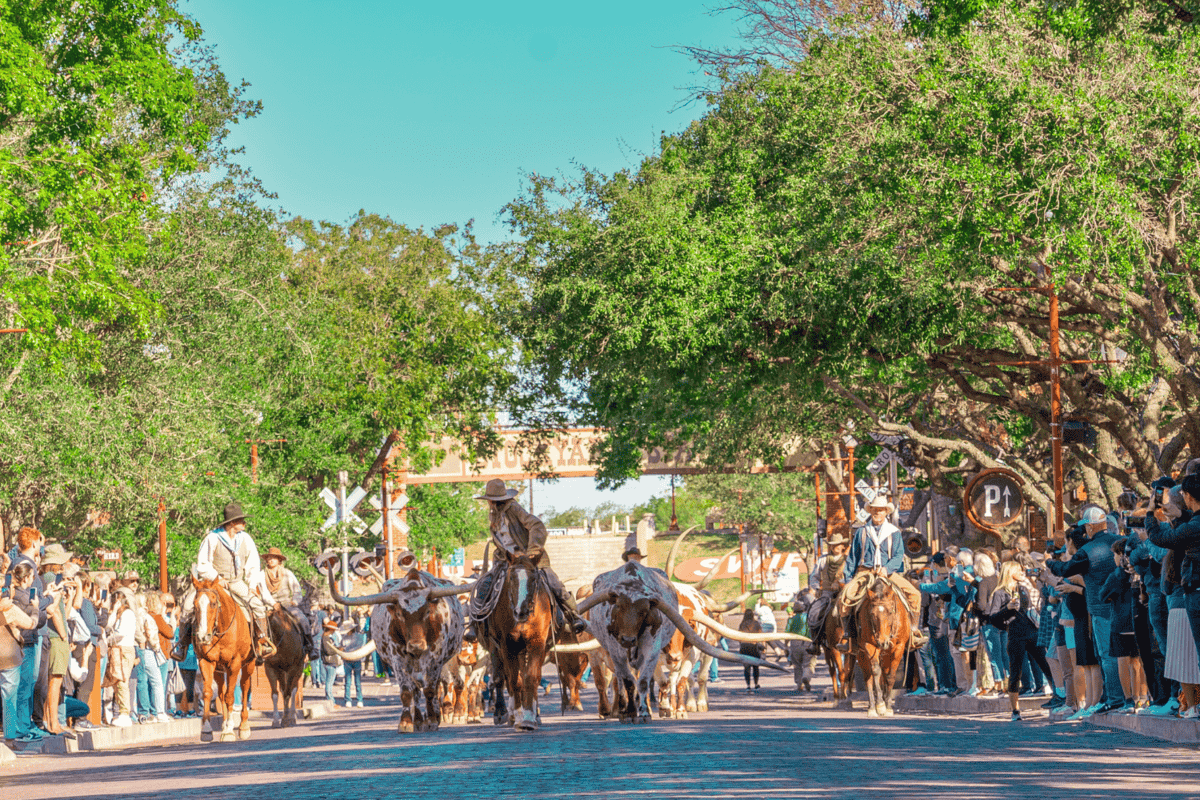 cowboys riding horses and leading longhorn cattle