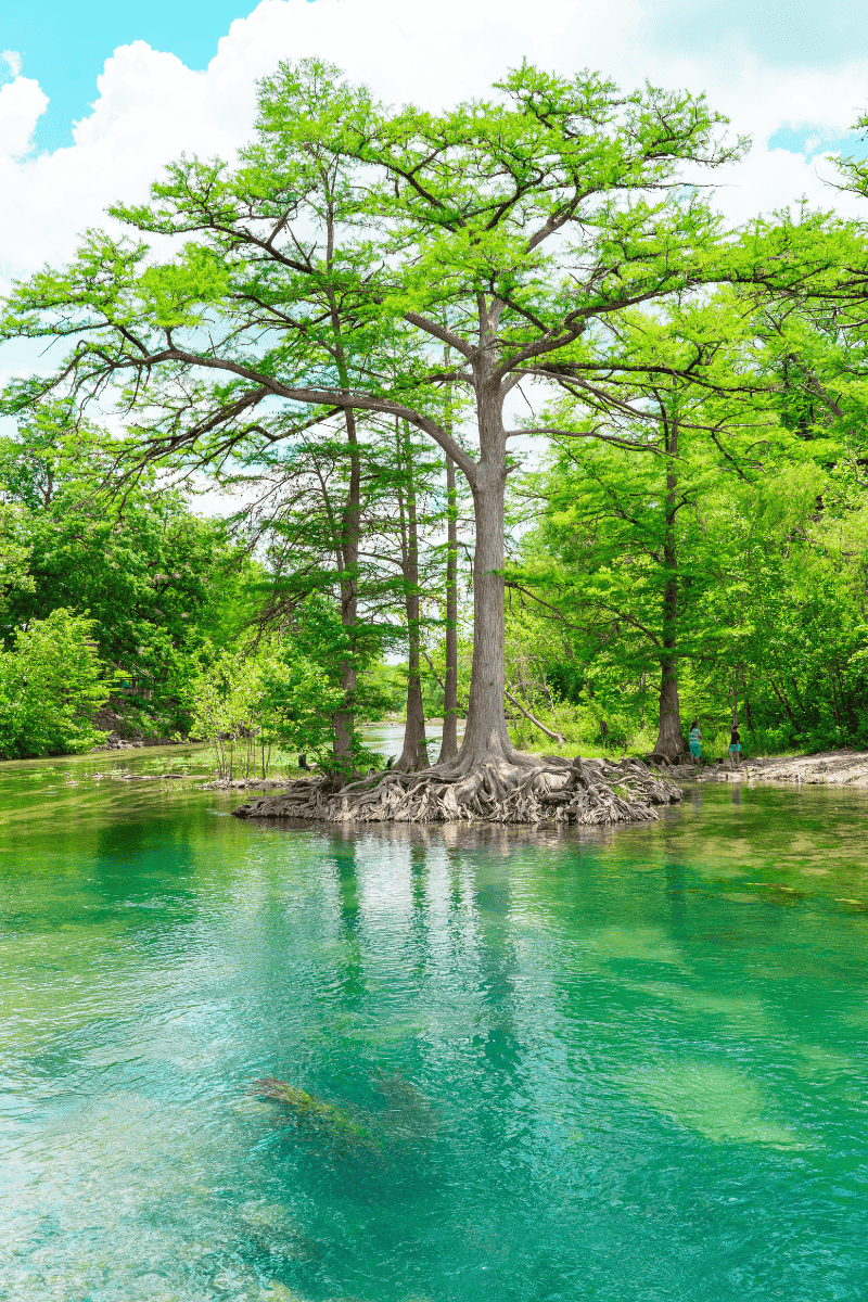 a group of trees in a body of water