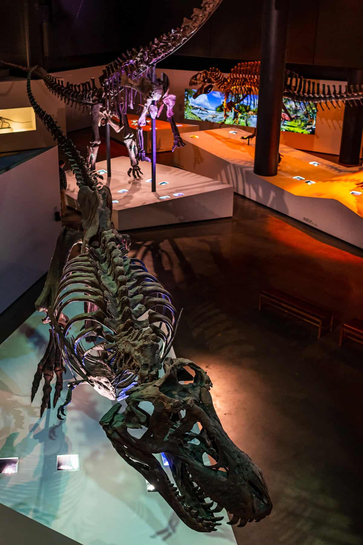 a t-rex skeleton in a museum