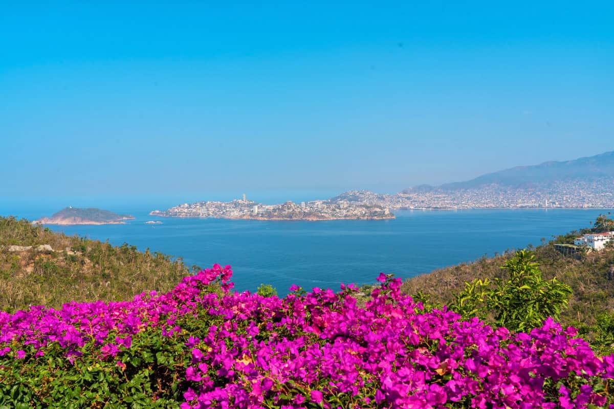 purple flowers on a hill with a body of water in the background