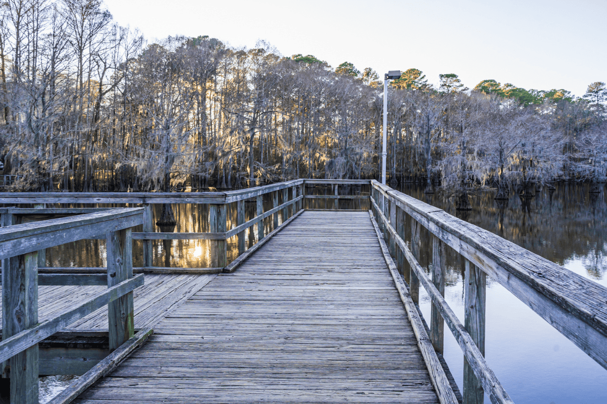 Wooden boardwalk over calm water with sunlit trees in the background.