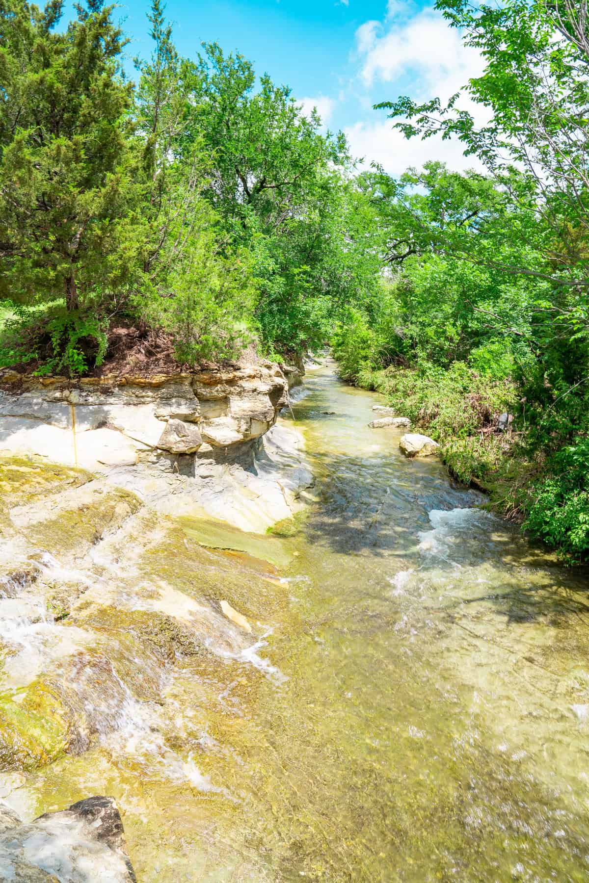 a river running through a forest