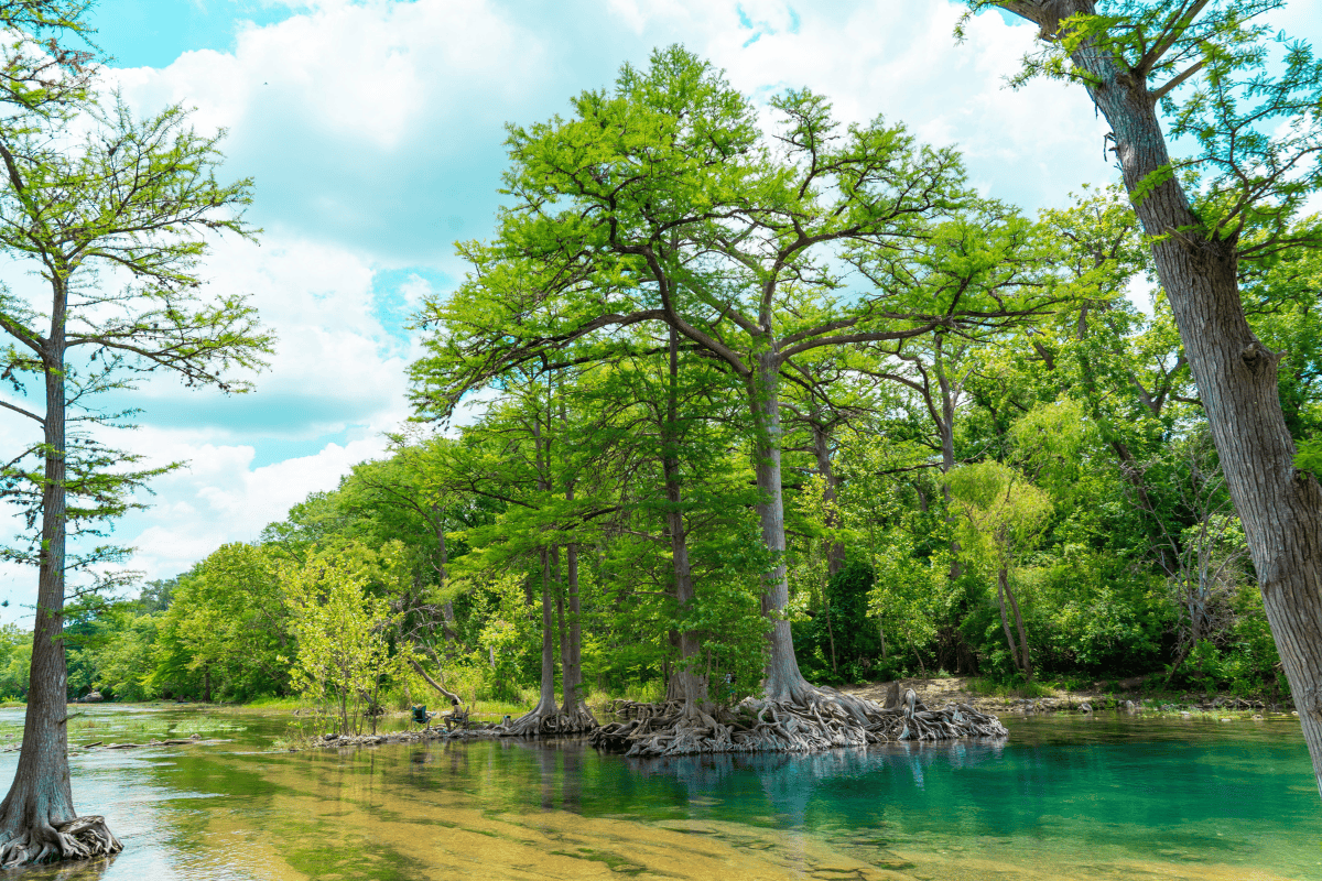 a group of trees in a body of water