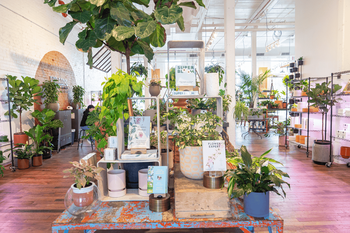 a room with plants and a table