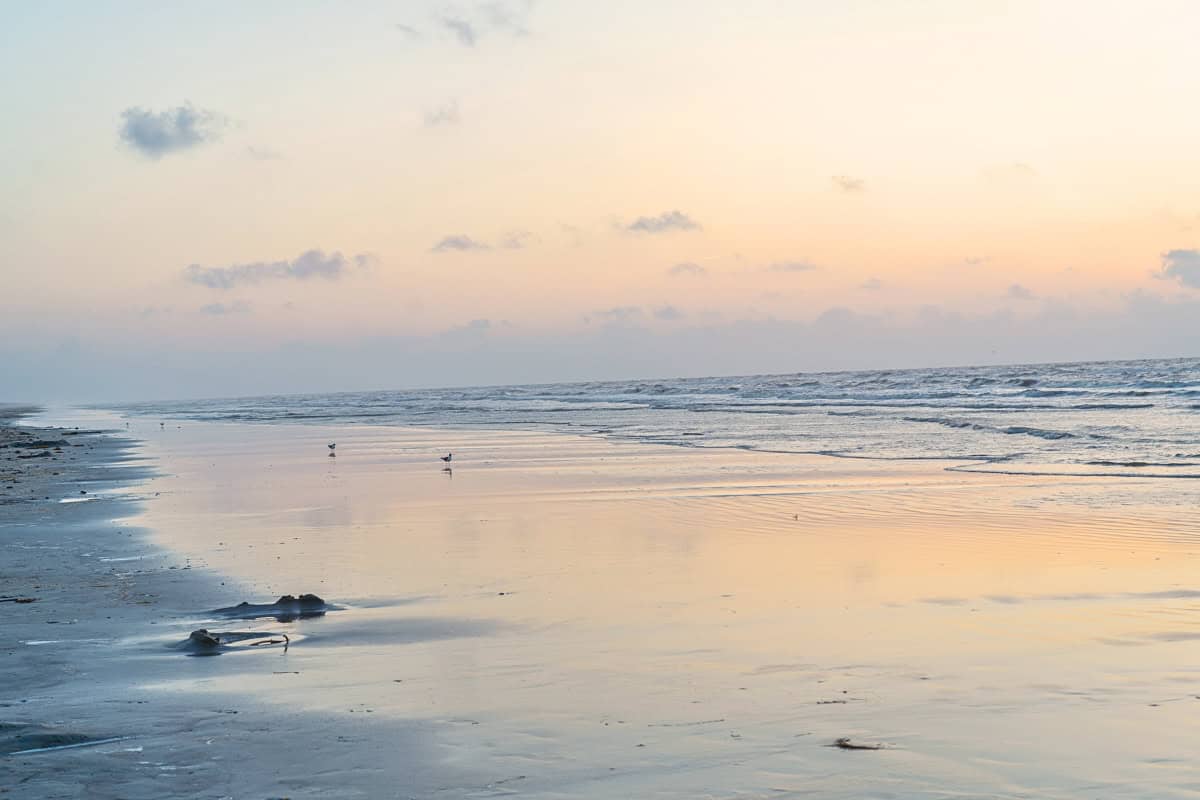 a beach with water and birds