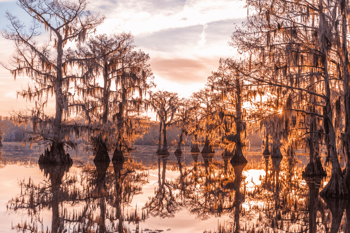 a group of trees in a lake