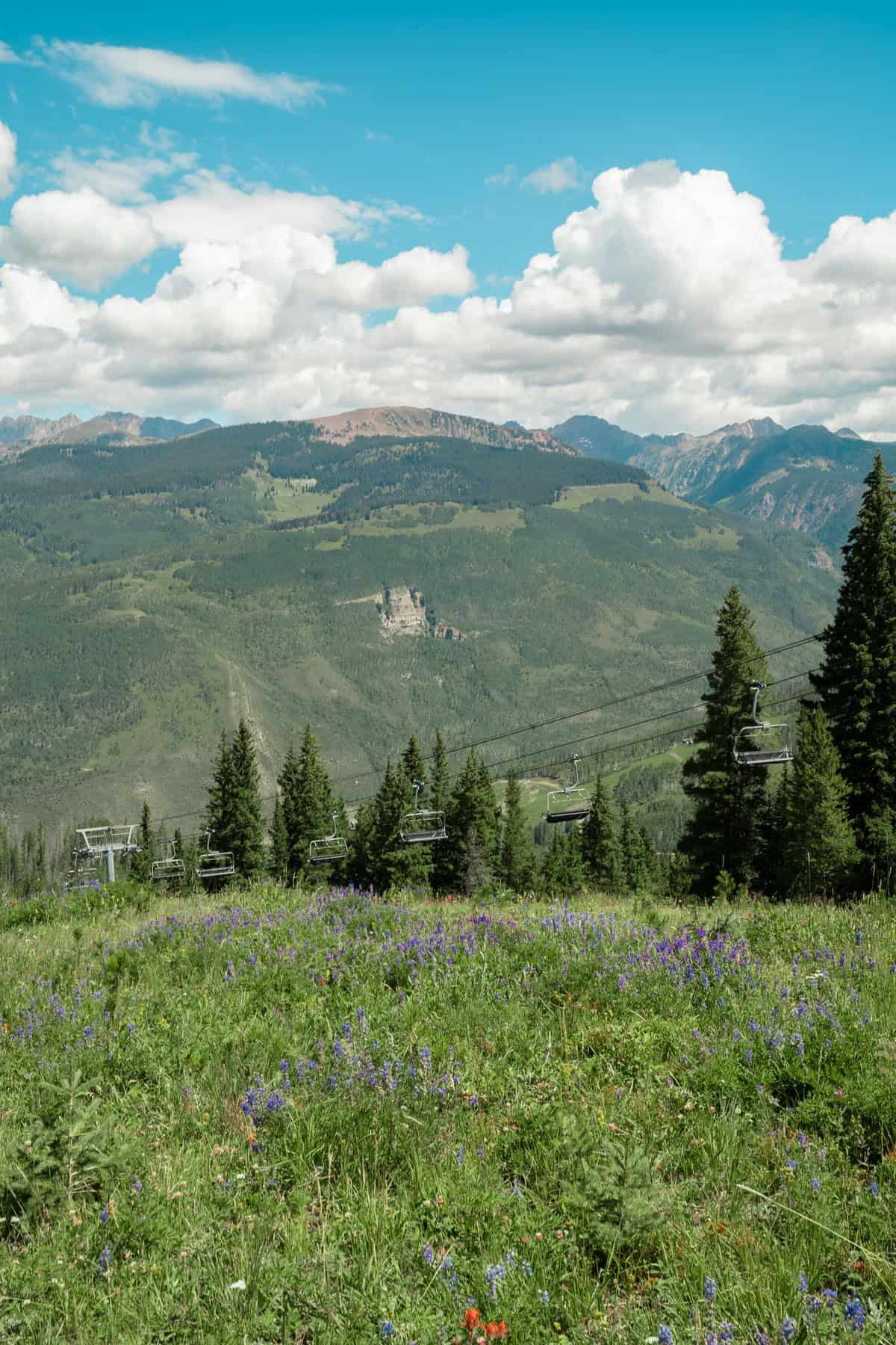 Empty ski lifts over a wildflower-covered slope