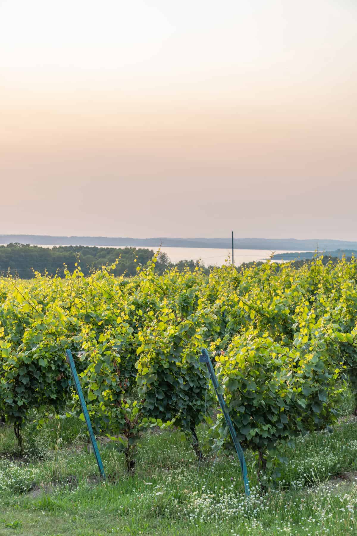 Vineyard at dusk with a tranquil water backdrop.