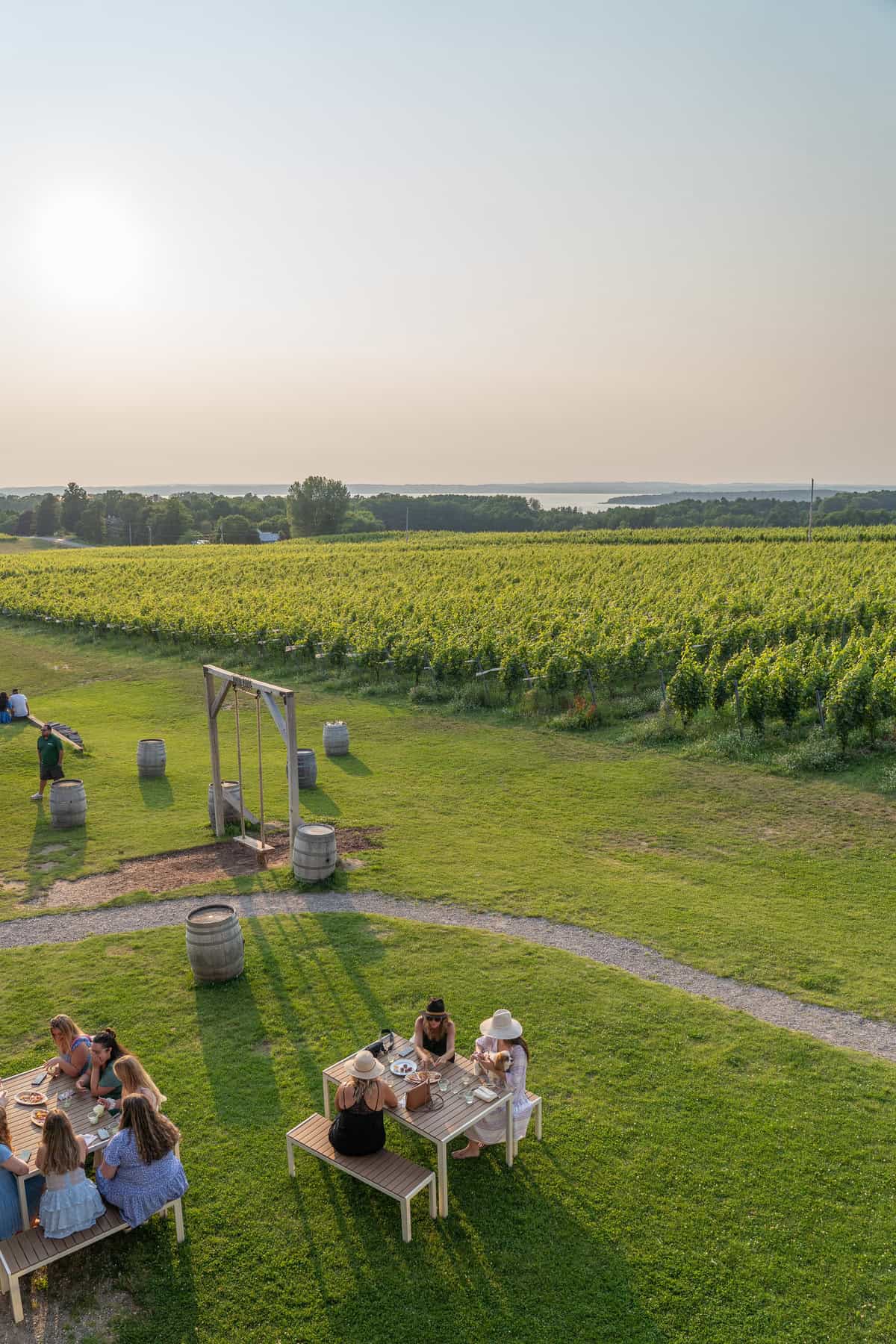 Aerial view of people at picnic tables by a vineyard near water at sunset.