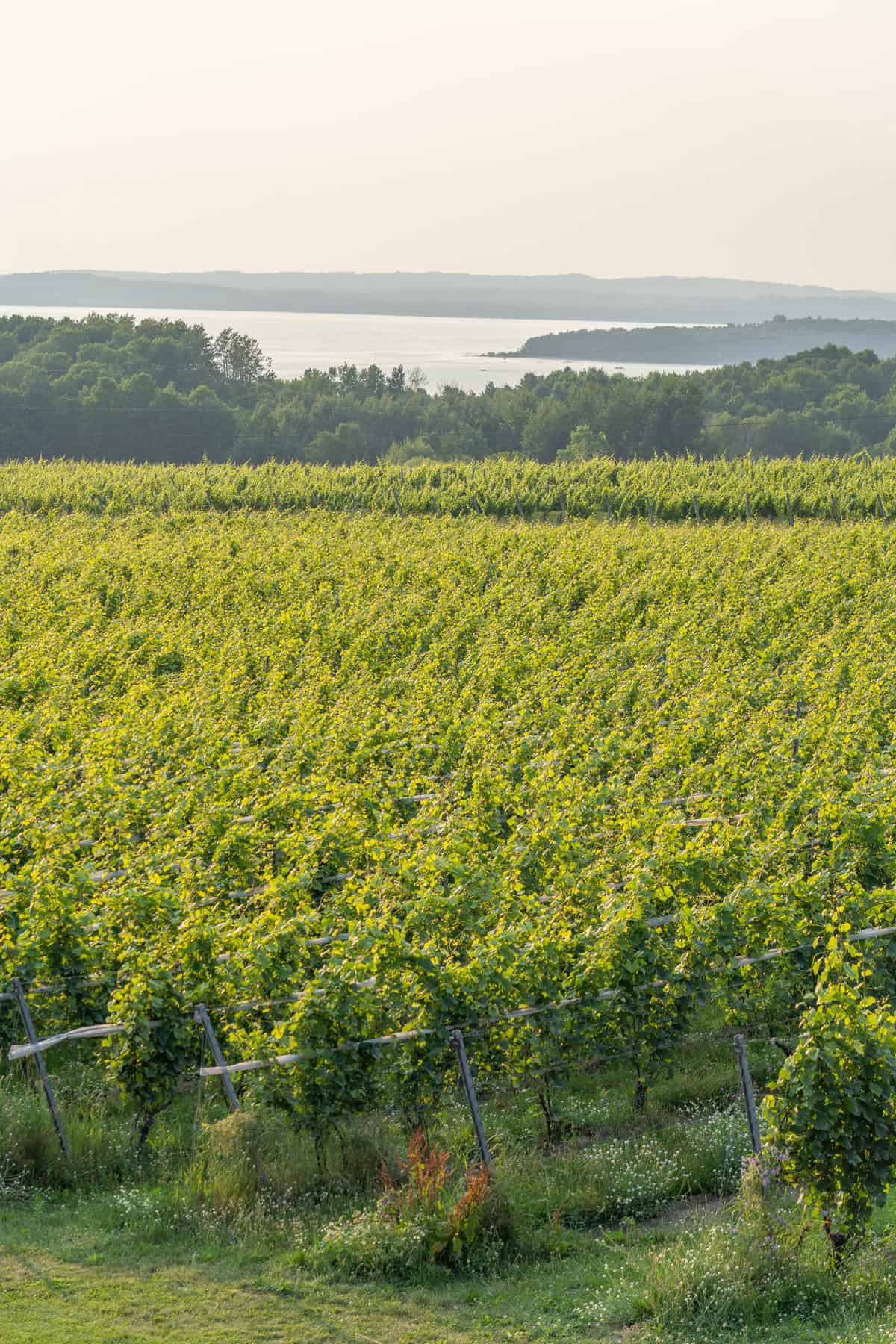 Rolling vineyard hills with a view of a distant lake and trees under a clear sky.