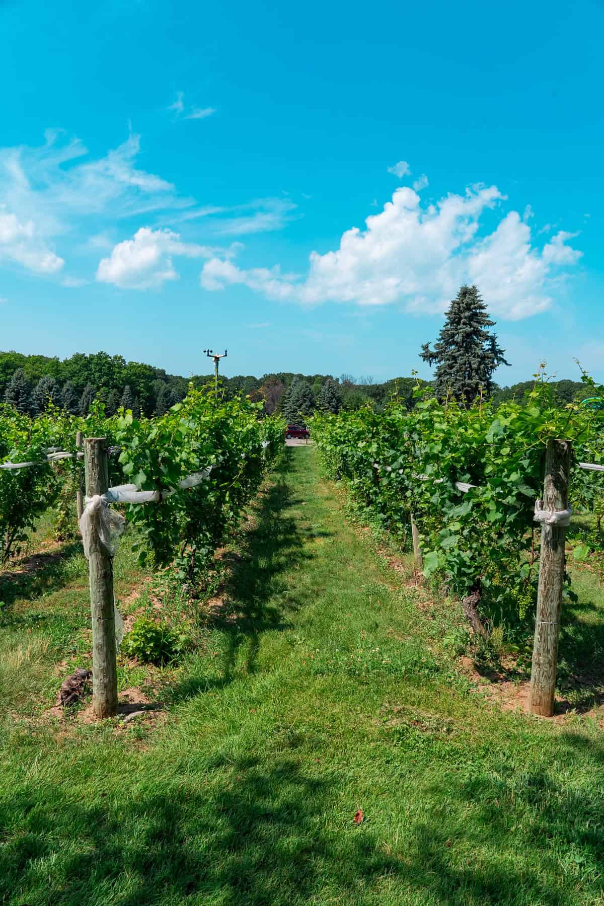 Vineyard rows under a blue sky with fluffy clouds.