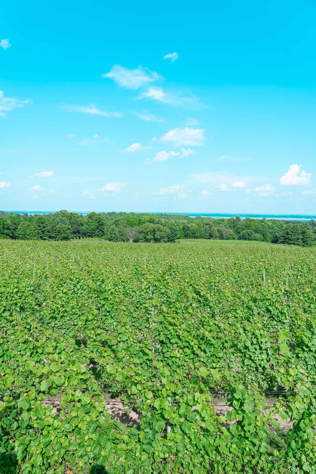 A lush vineyard under a clear blue sky with scattered clouds.