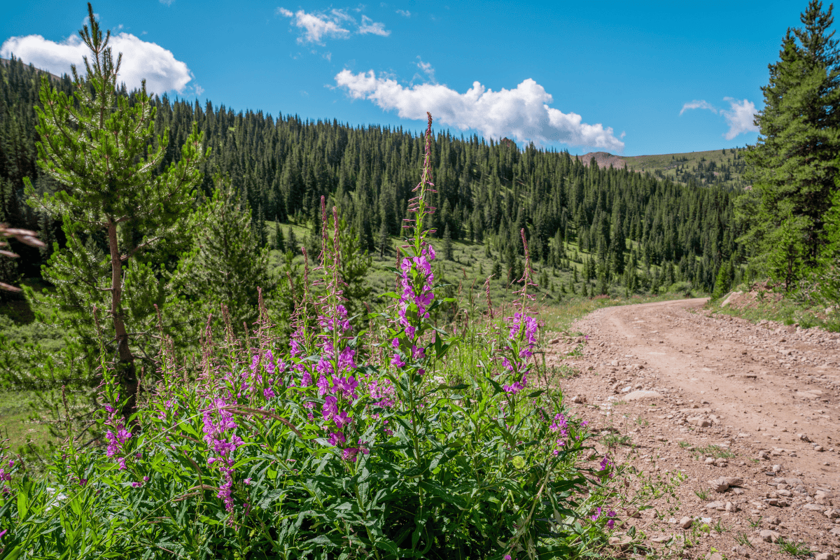 A dirt road with purple wildflowers, surrounded by a pine forest