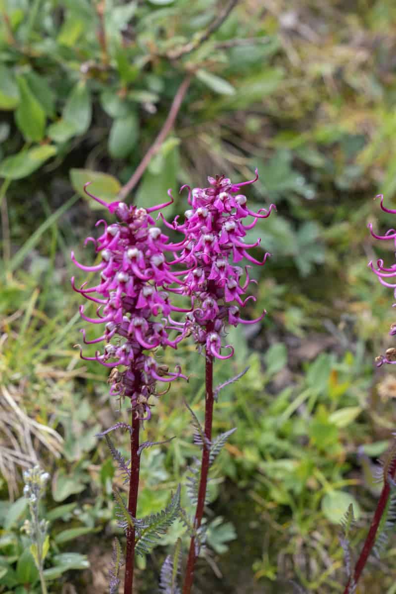 A cluster of tall, purple wildflowers