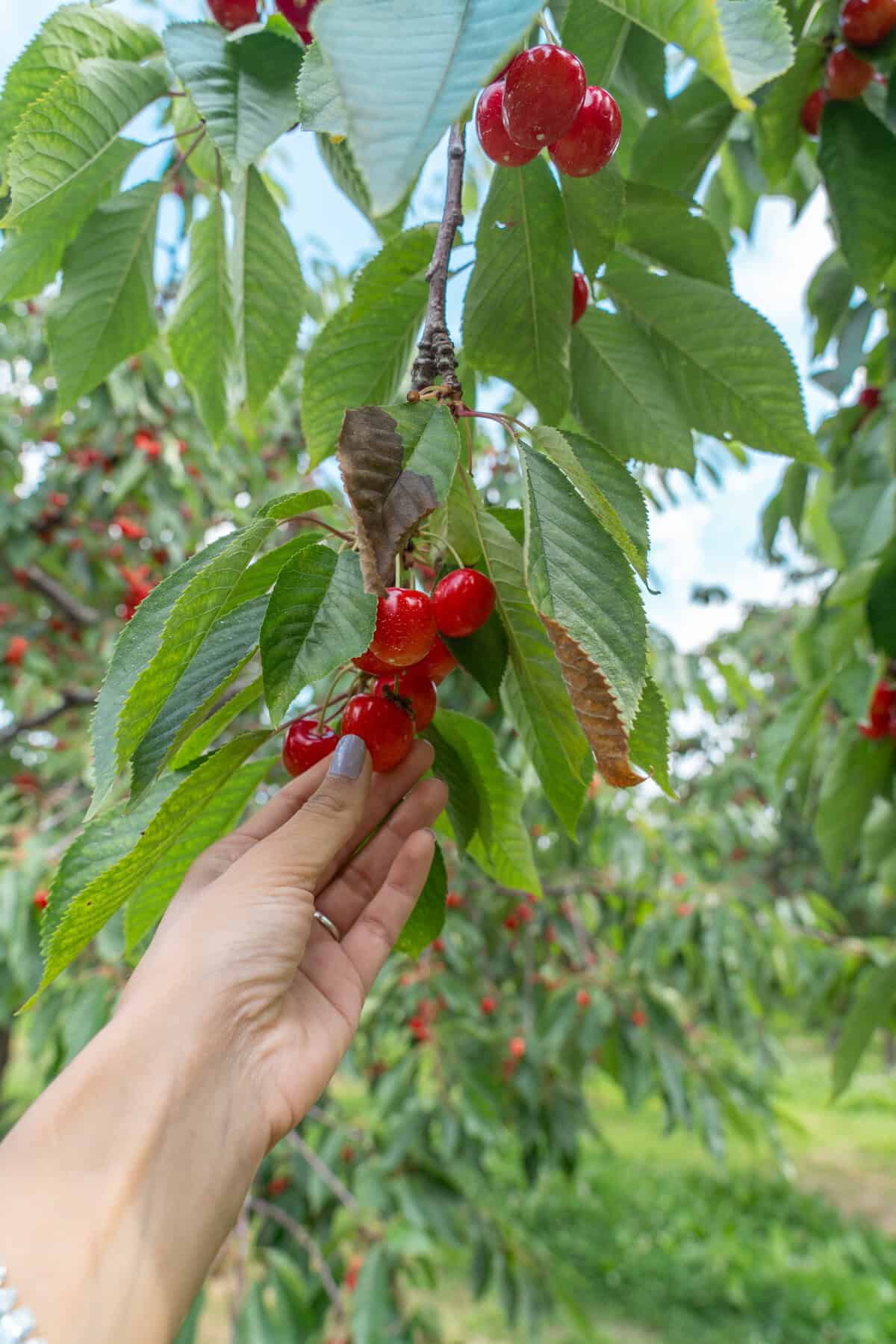 A hand picking ripe cherries from a tree branch, surrounded by green leaves.