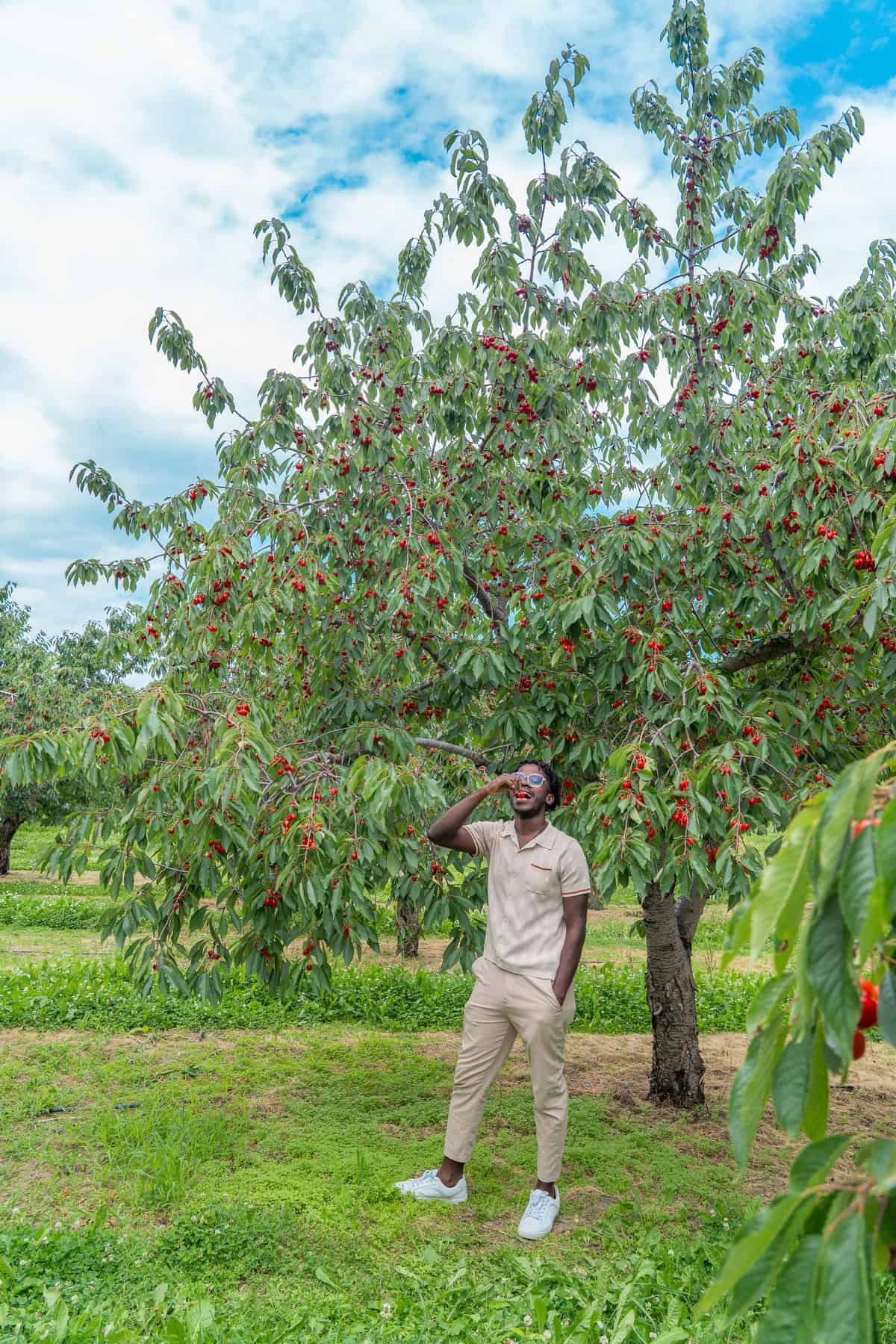 Person standing in an orchard with ripe cherries on trees under a partly cloudy sky.