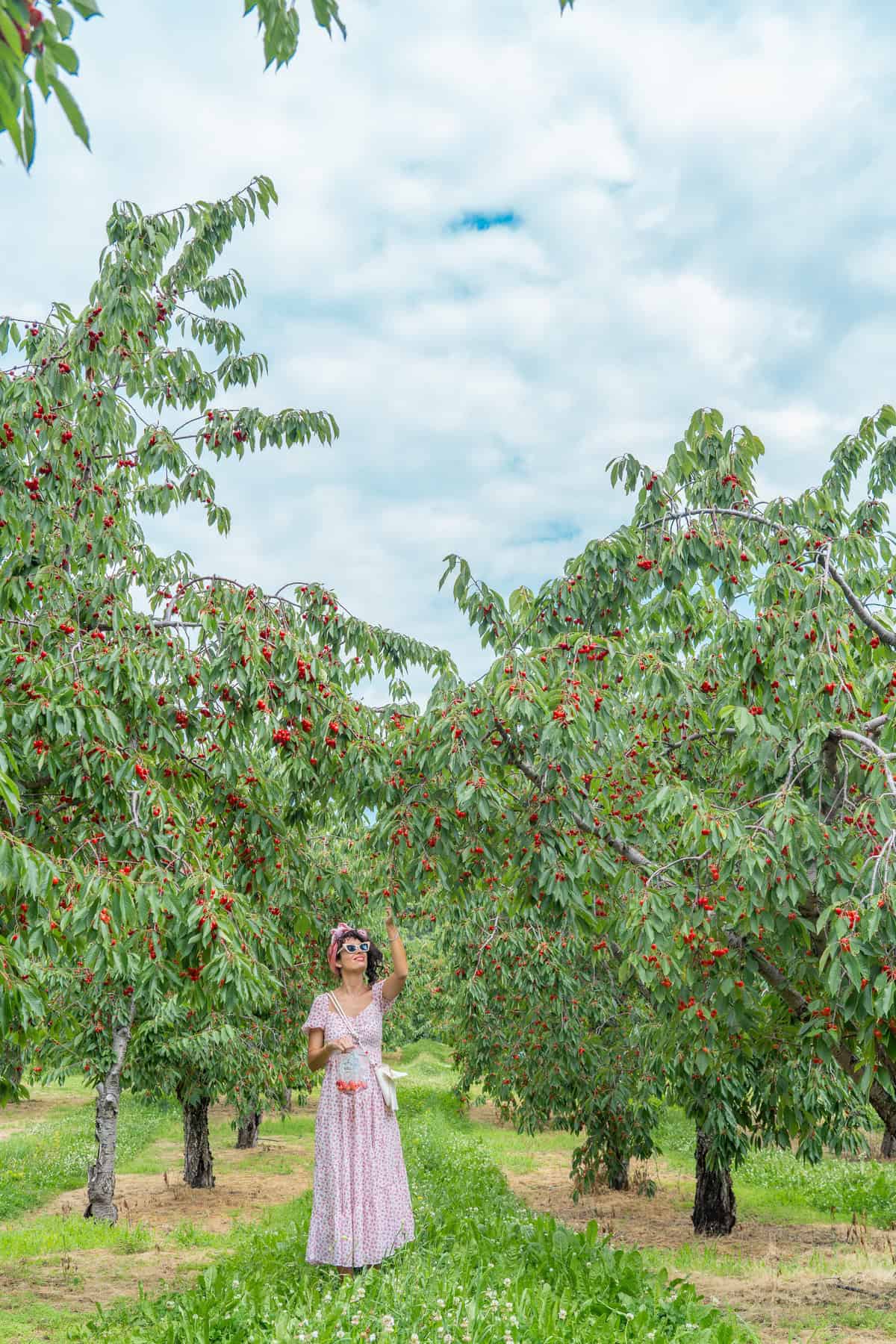 Person in a floral dress picking cherries in an orchard.