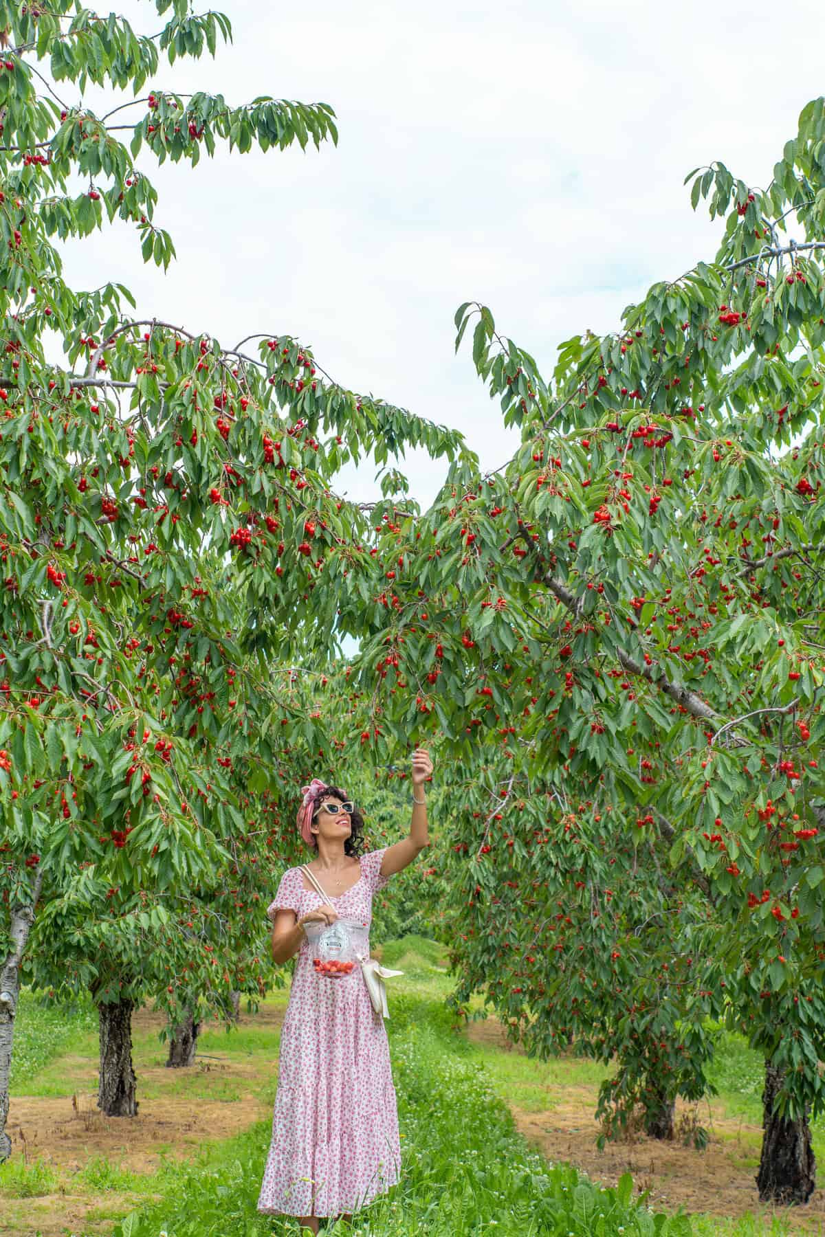 A person in a floral dress picking cherries in an orchard.