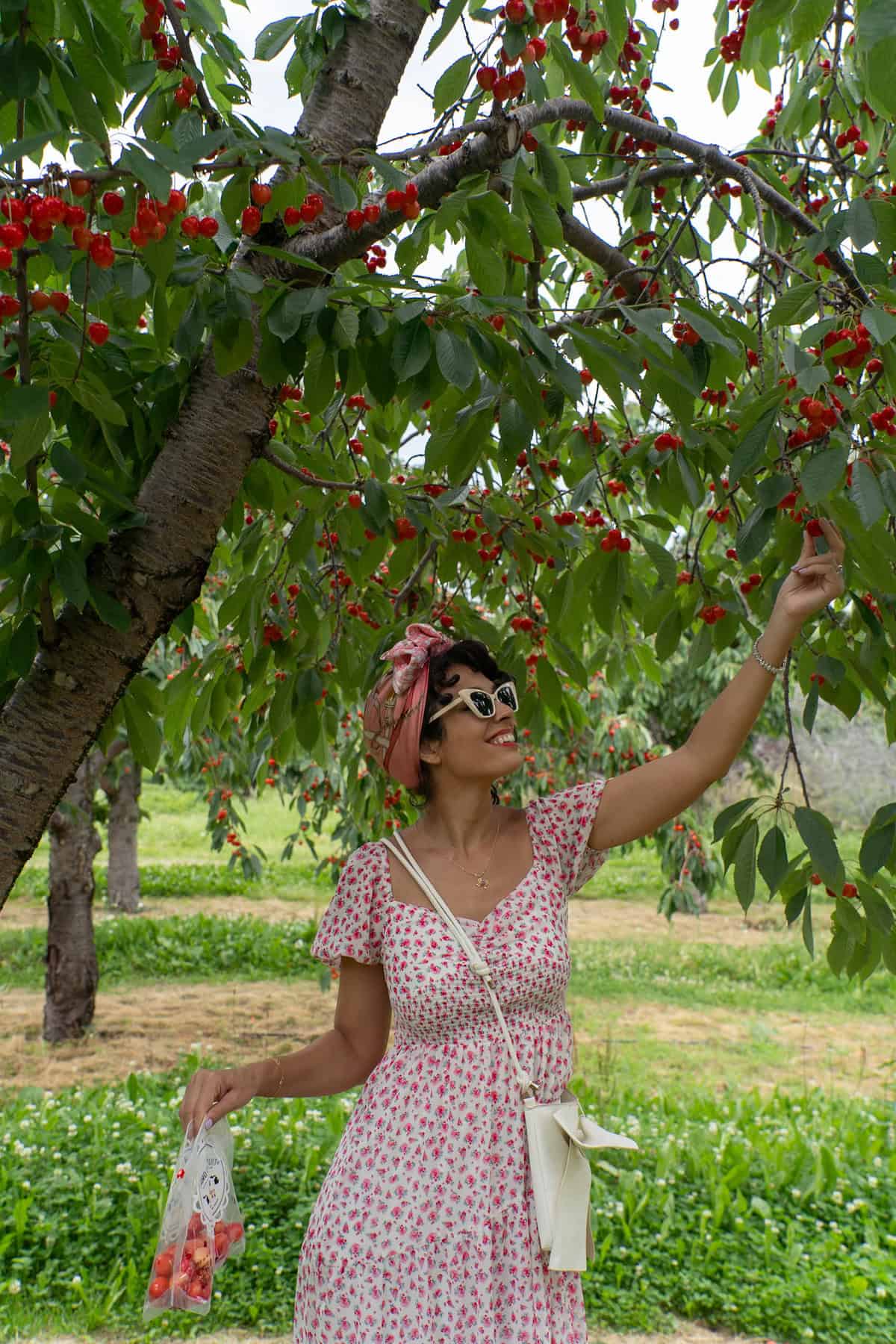 Woman in a floral dress picking cherries from a tree.