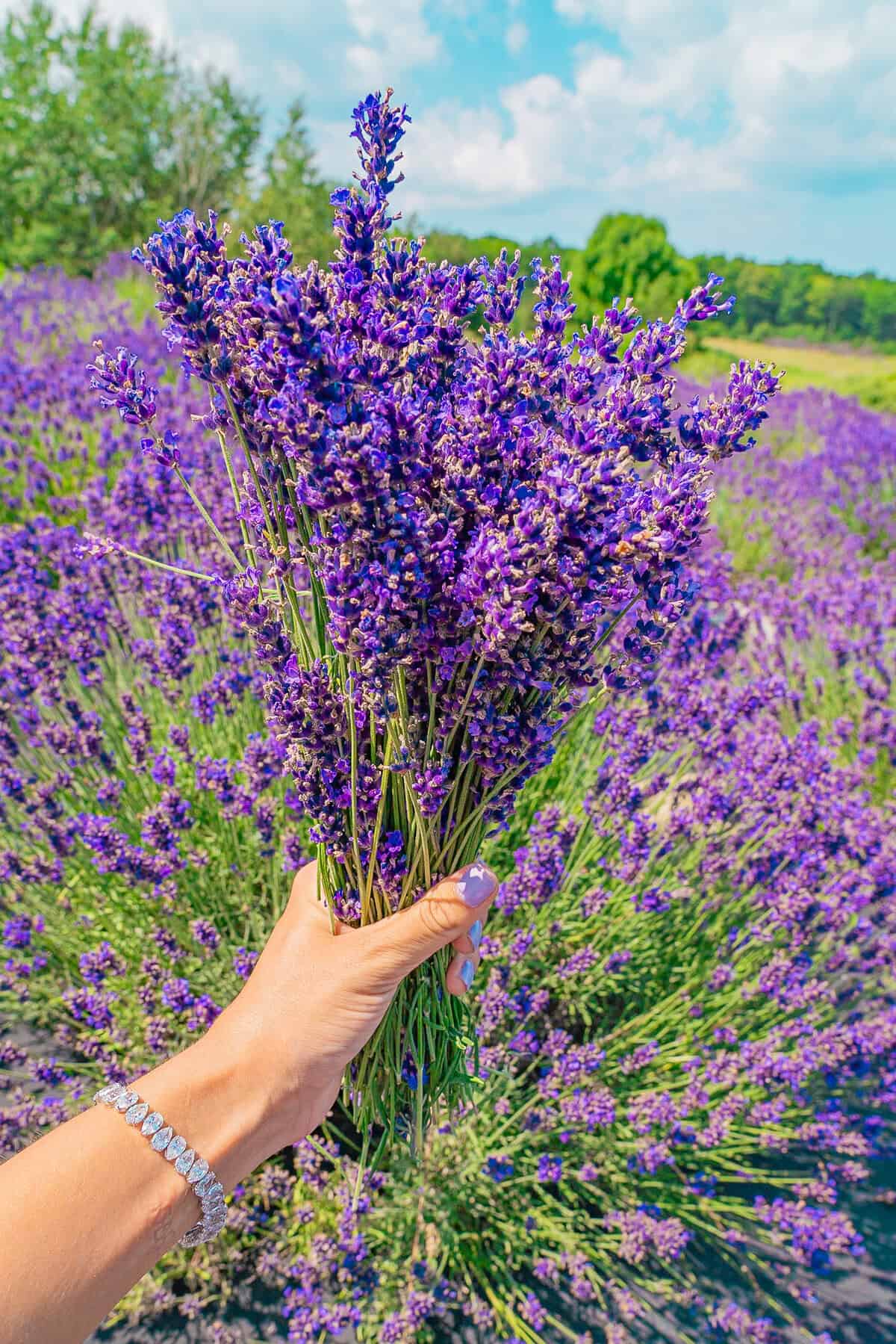 A hand holding a bunch of lavender flowers in a blooming lavender field.