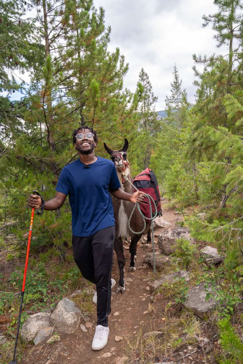 Person hiking with a llama on a forest trail.