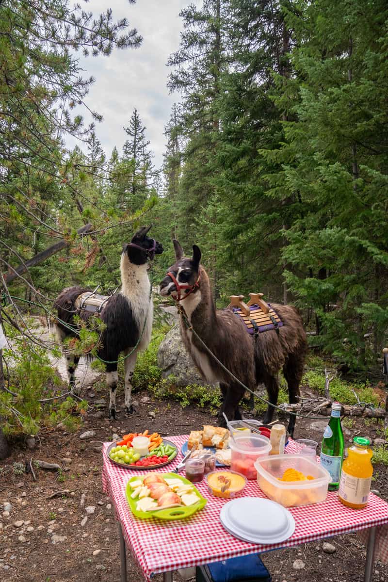 Two llamas standing next to a picnic table