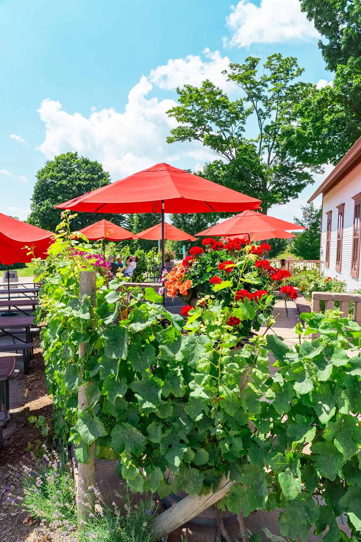 Outdoor seating with red umbrellas surrounded by green plants 