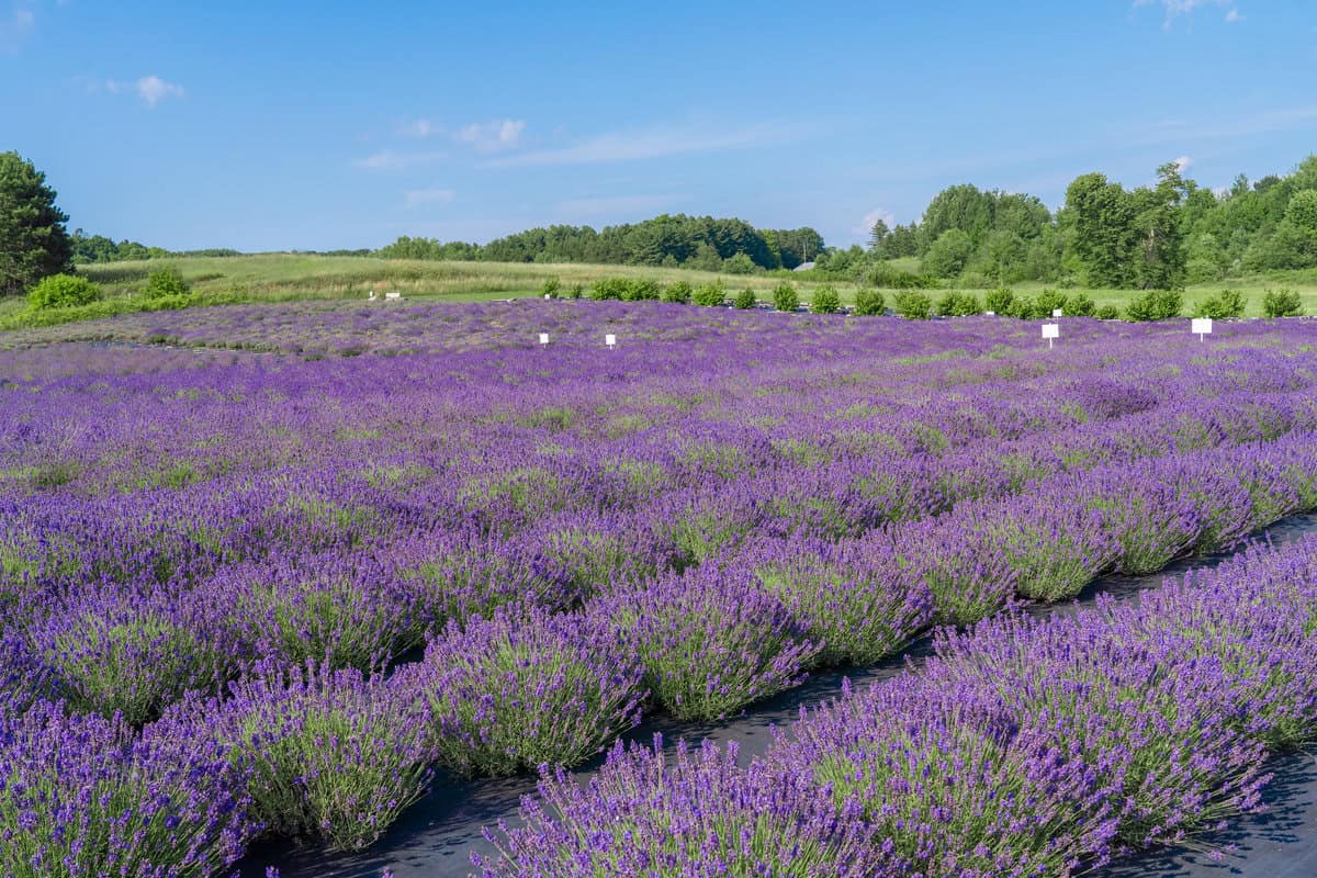 Vibrant purple lavender field with trees in the background on a sunny day.