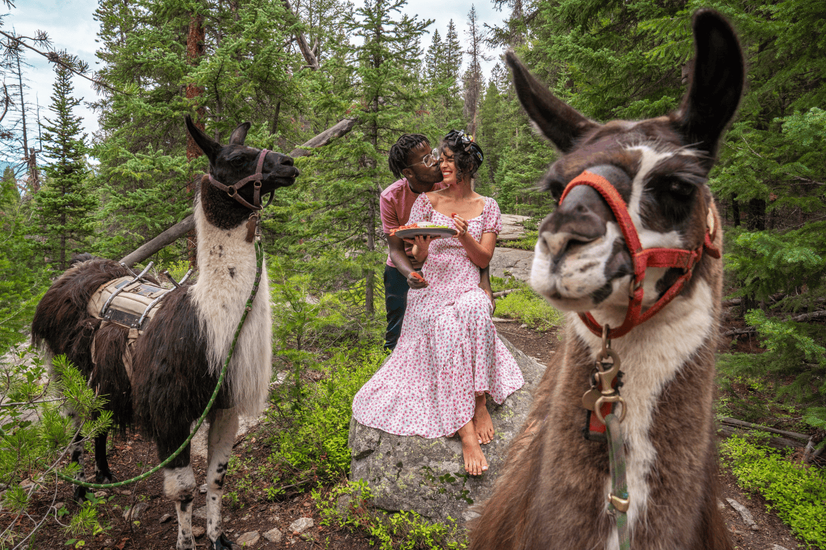 Two llamas in harnesses standing in a forest