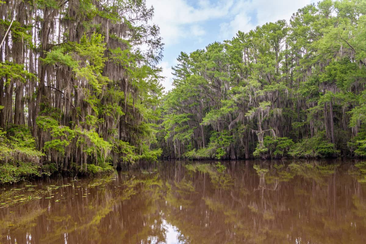 Swamp with moss-covered trees reflected in calm, brown water