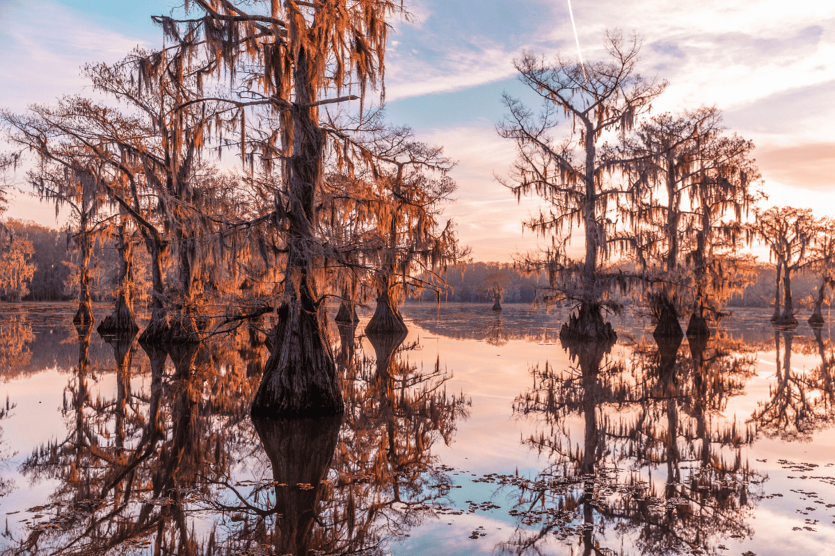 Sunset over a tranquil swamp