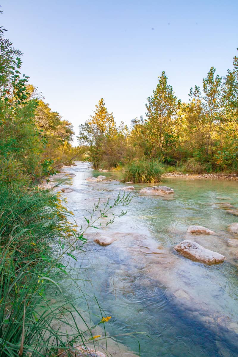 Stream flowing through a tranquil forest