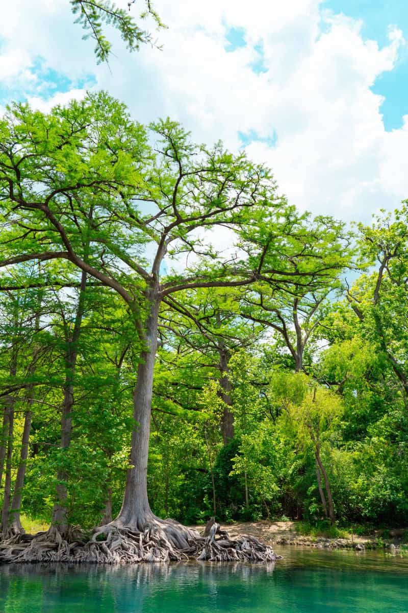 Tall tree with exposed roots beside clear blue water