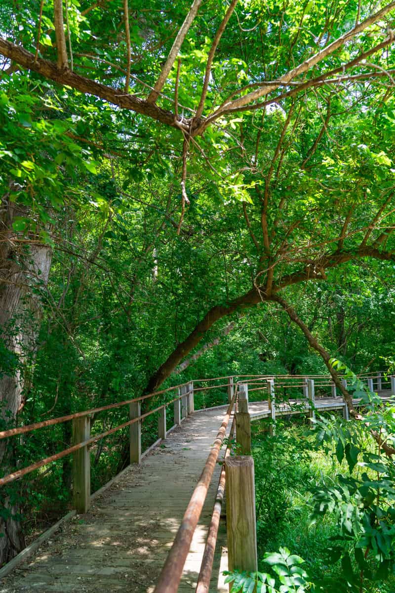 Rustic wooden walkway through lush green forest.