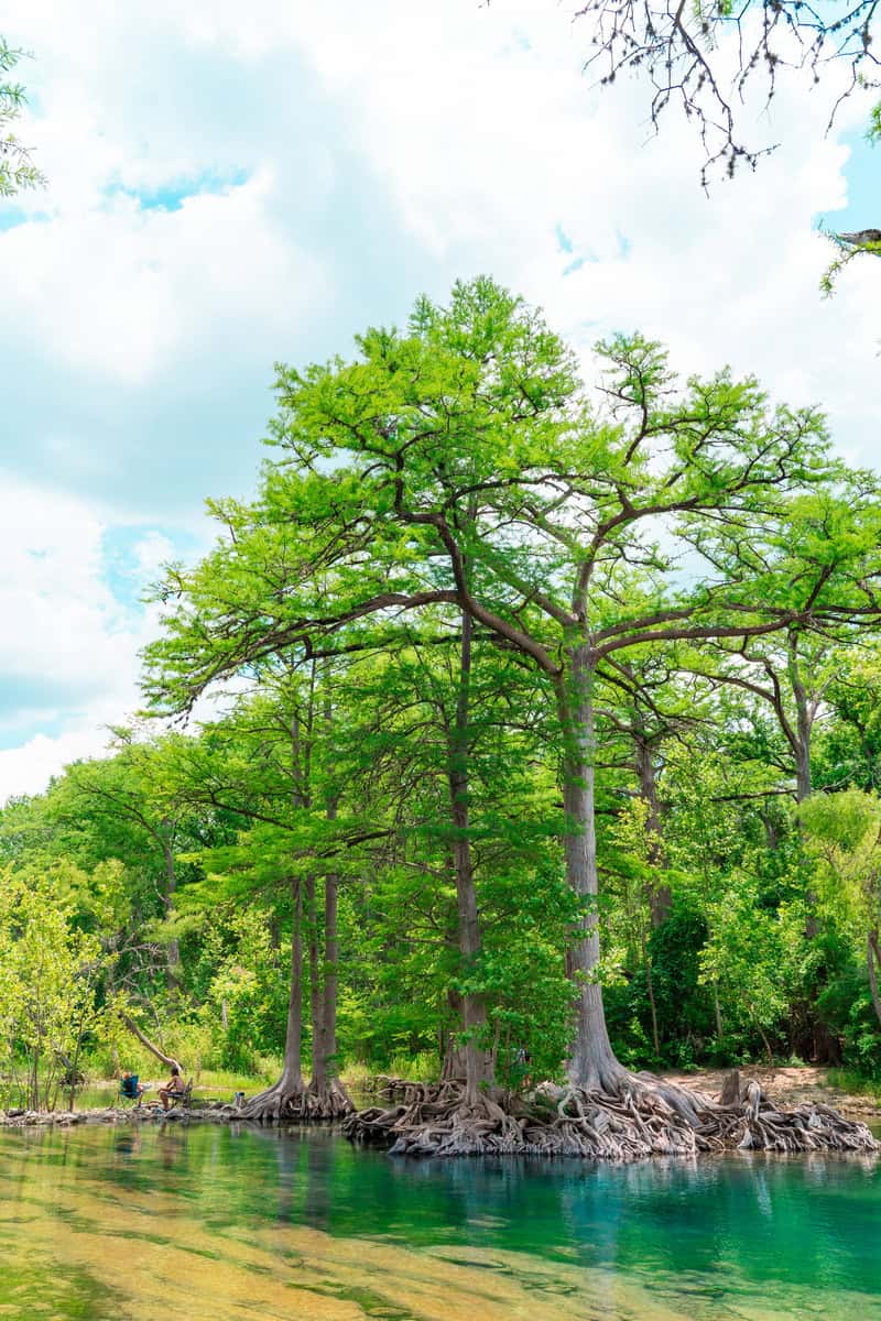 Trees with exposed roots along a clear blue riverbank