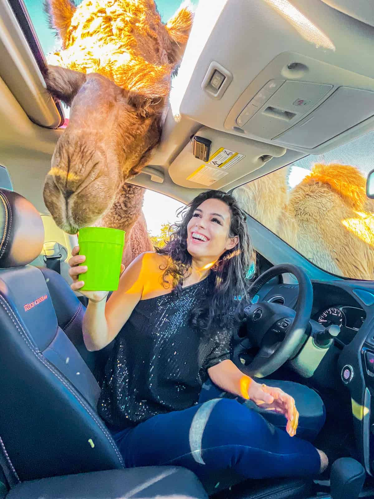 A giraffe reaching into a car window to drink from a green cup.