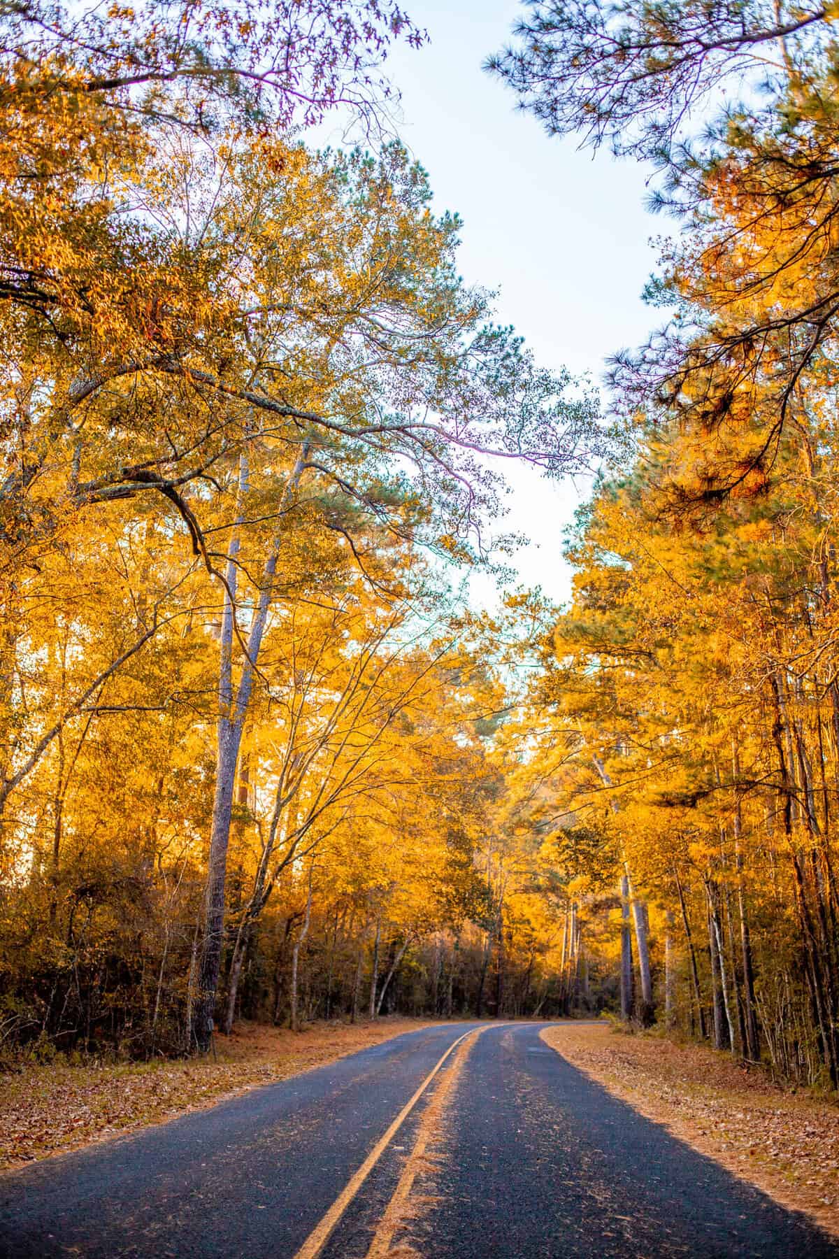 A road winding through a forest with golden autumn foliage.