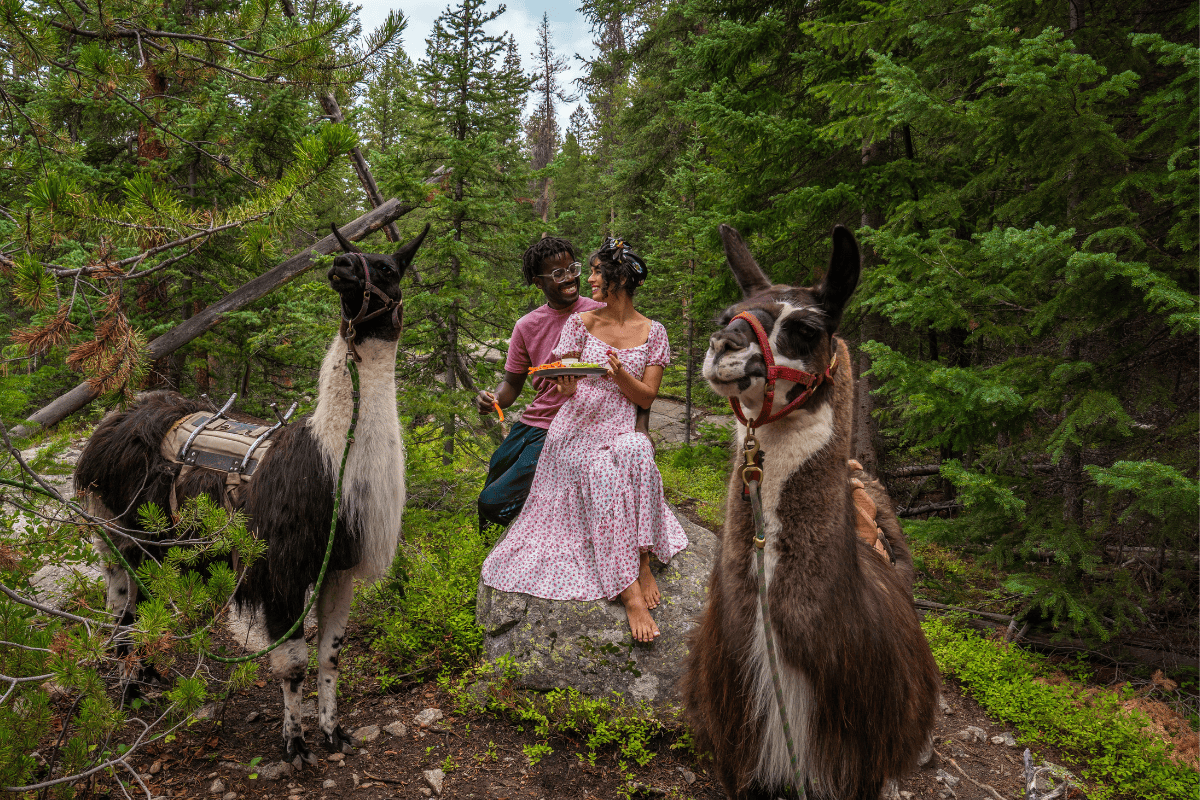 A person in a pink dress holding a book sits near two llamas