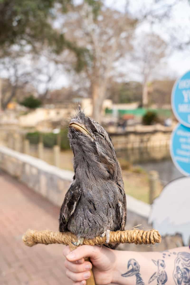 A bird perched gracefully on a stick, 