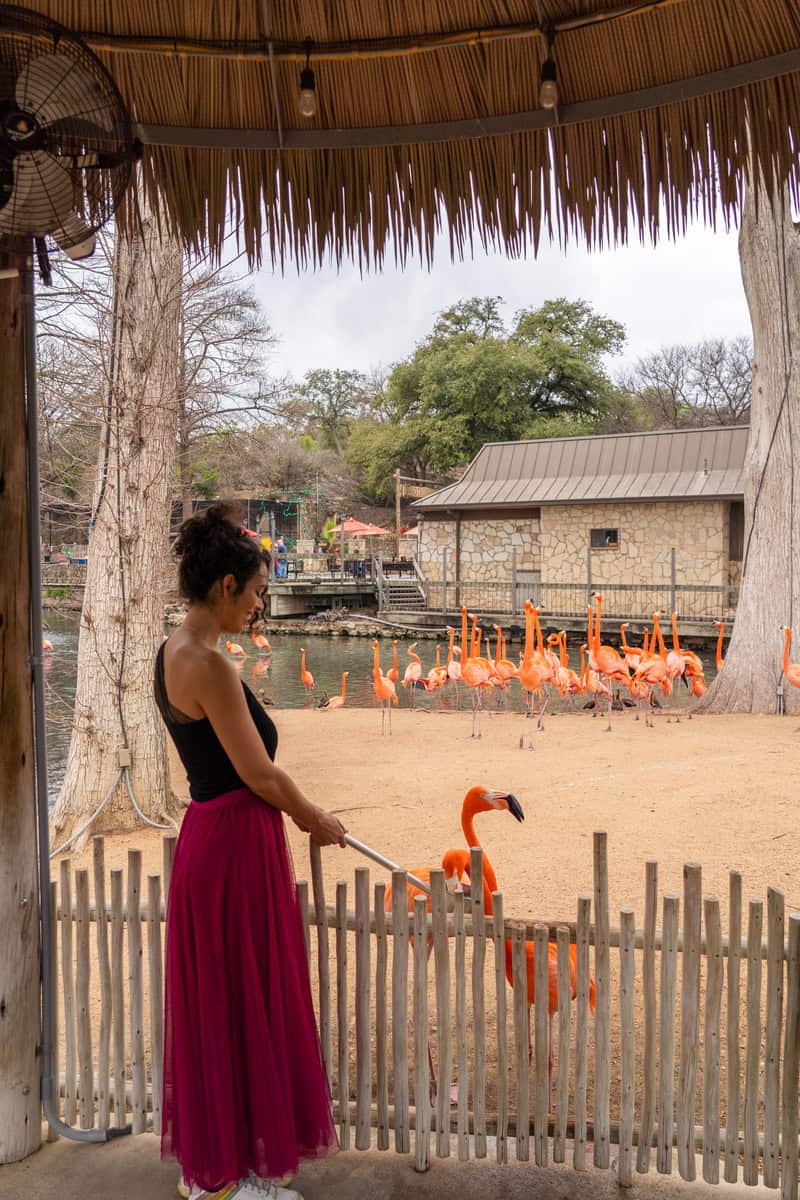 A woman dressed in a pink skirt feeding flamingos on a zoo