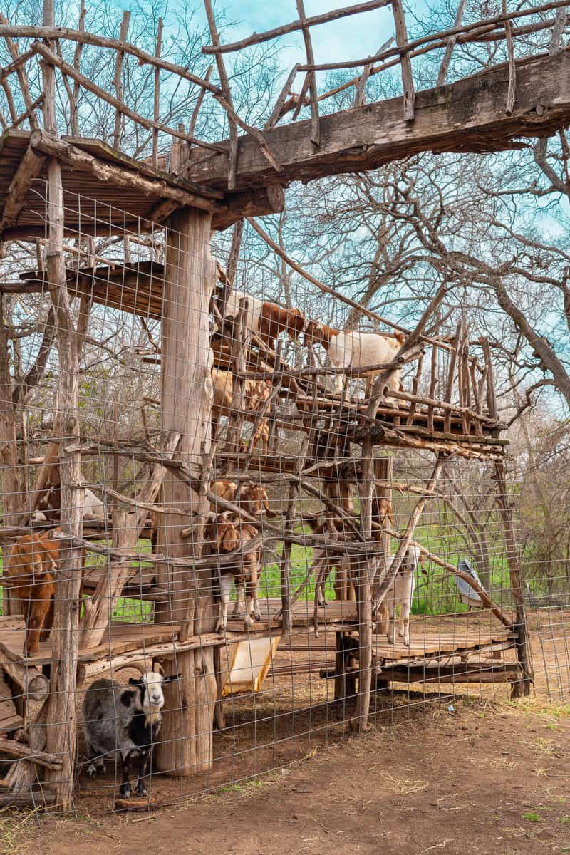 Wooden animal enclosure