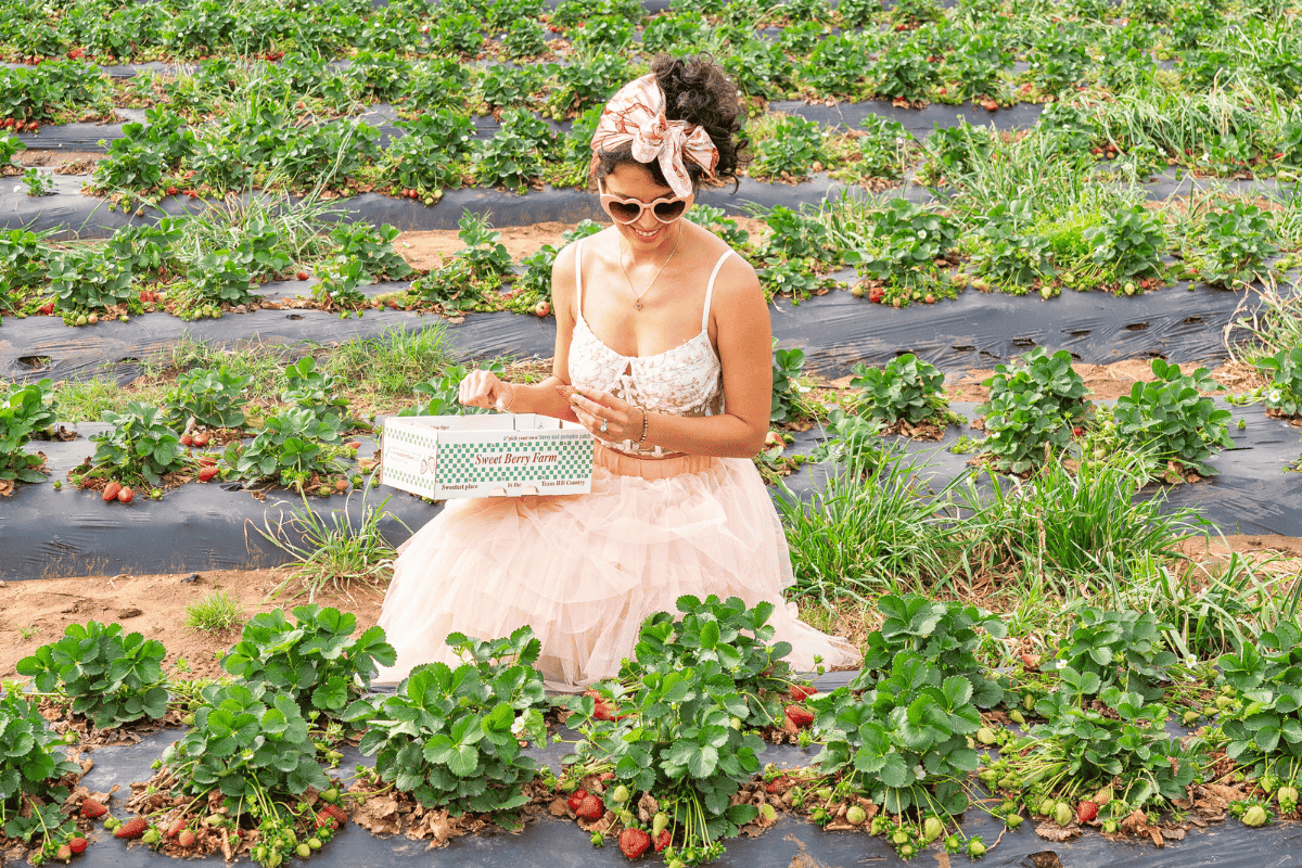 A woman in pink dress picking straberries on a farm