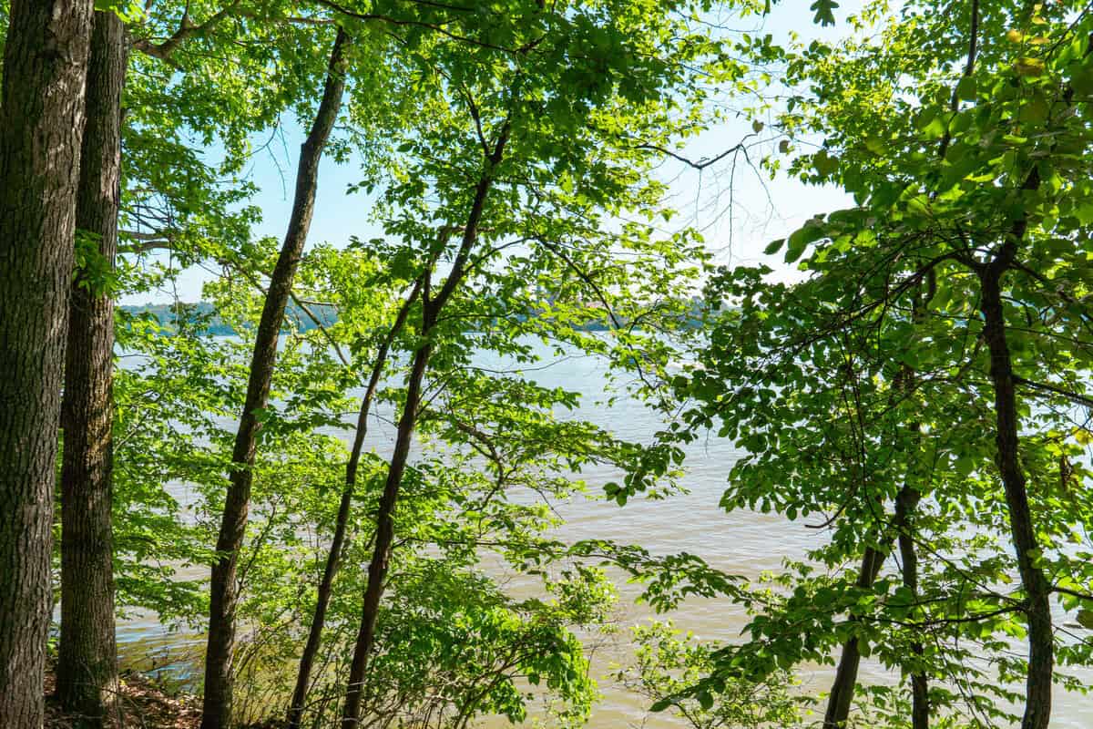 Lush green trees in the foreground