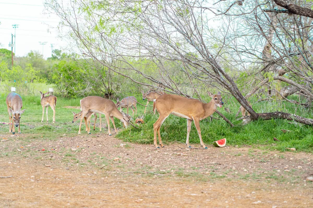 A group of deer grazing with a watermelon slice