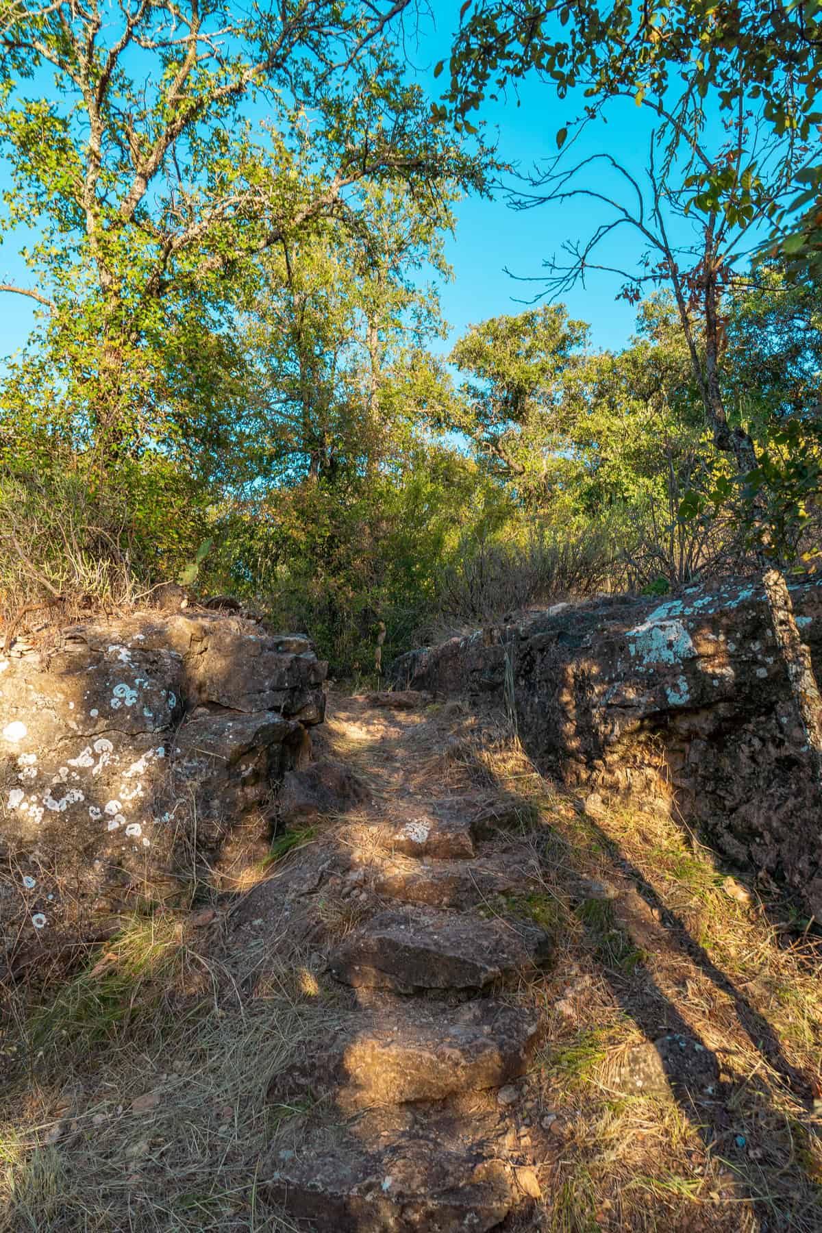  A serene path winding through the woods