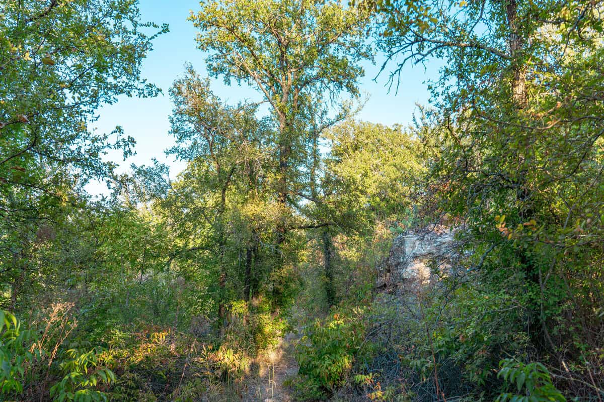 A sunlit forest path