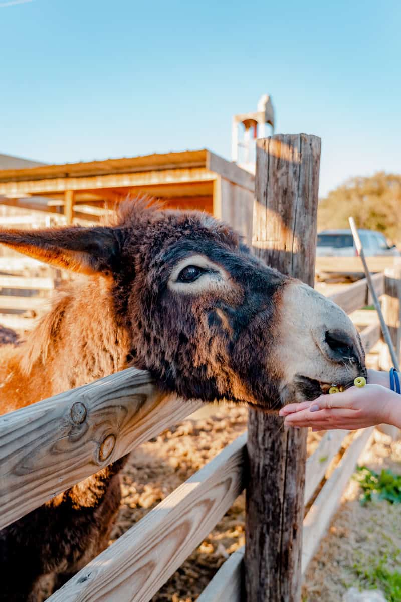 A person is feeding a donkey through a fence