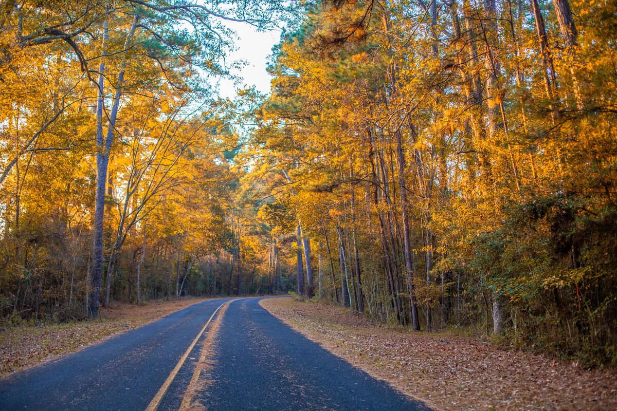 Curving road through a forest with autumn-colored trees at dusk.