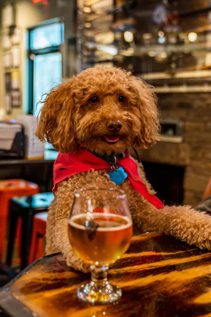 A fluffy brown poodle wearing a red bandana