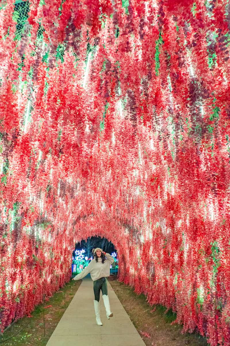 Person walking through a tunnel adorned with vibrant red flowers.